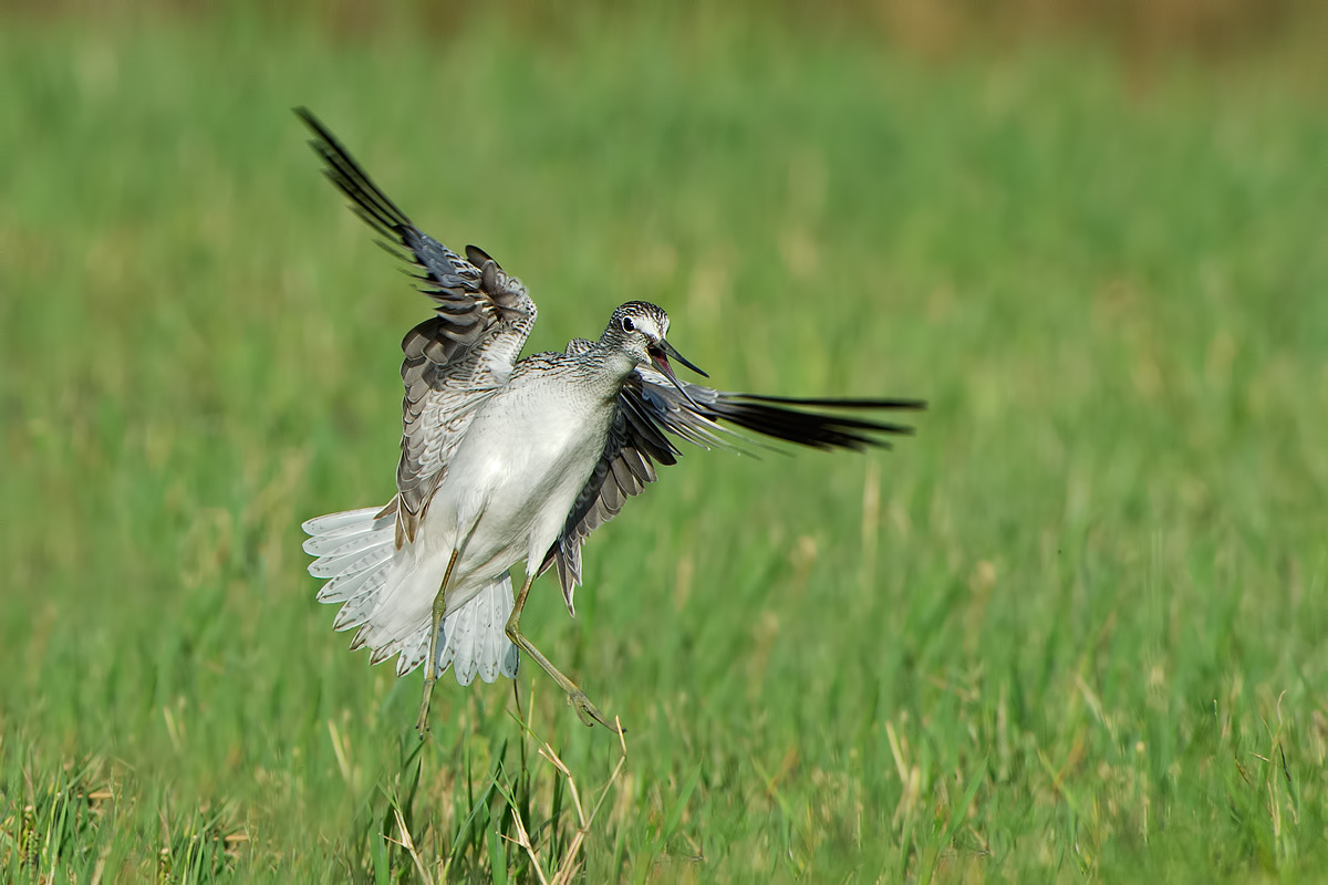 pantana steering wheel