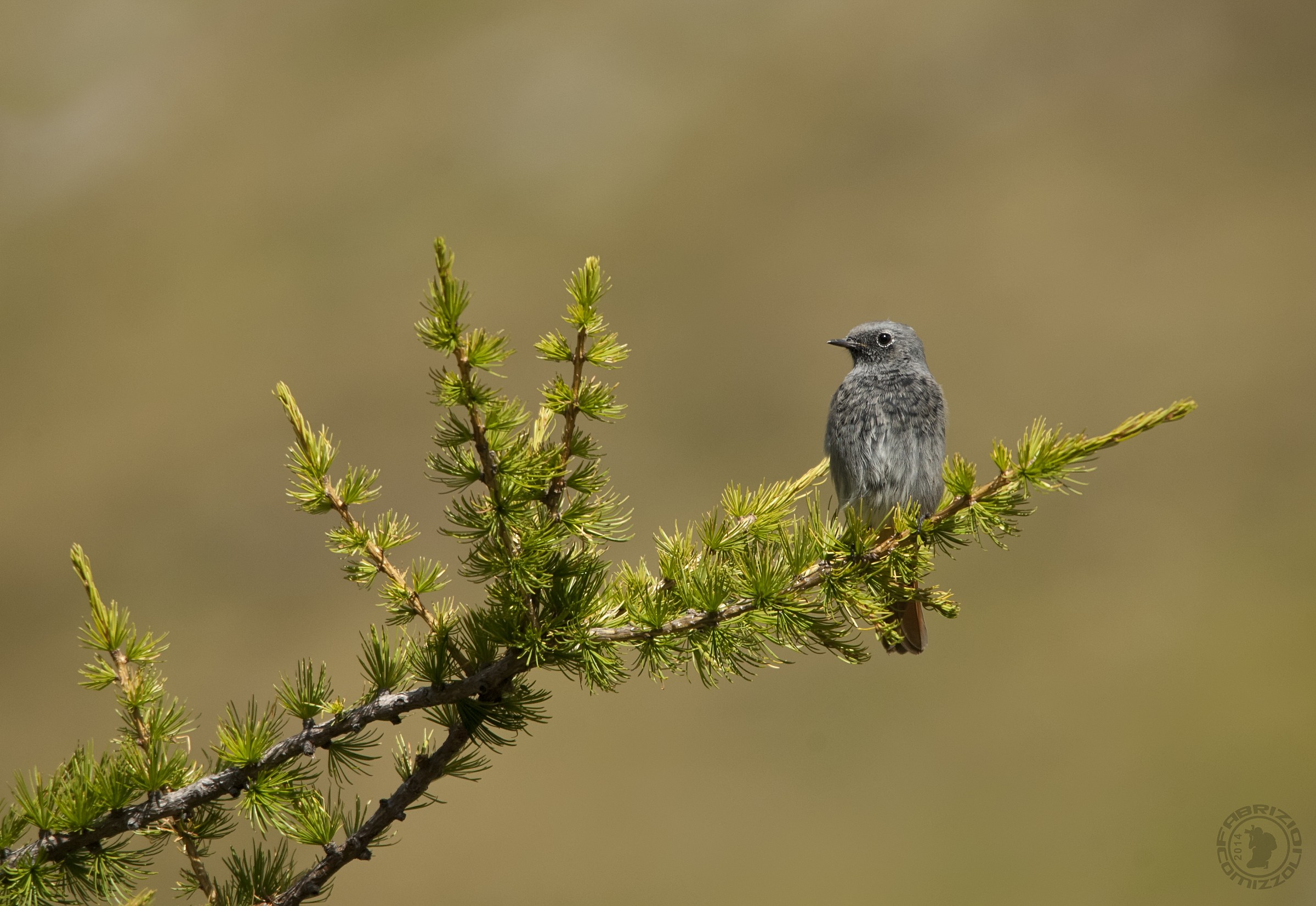 Black Redstart - Phoenicurus ochruros