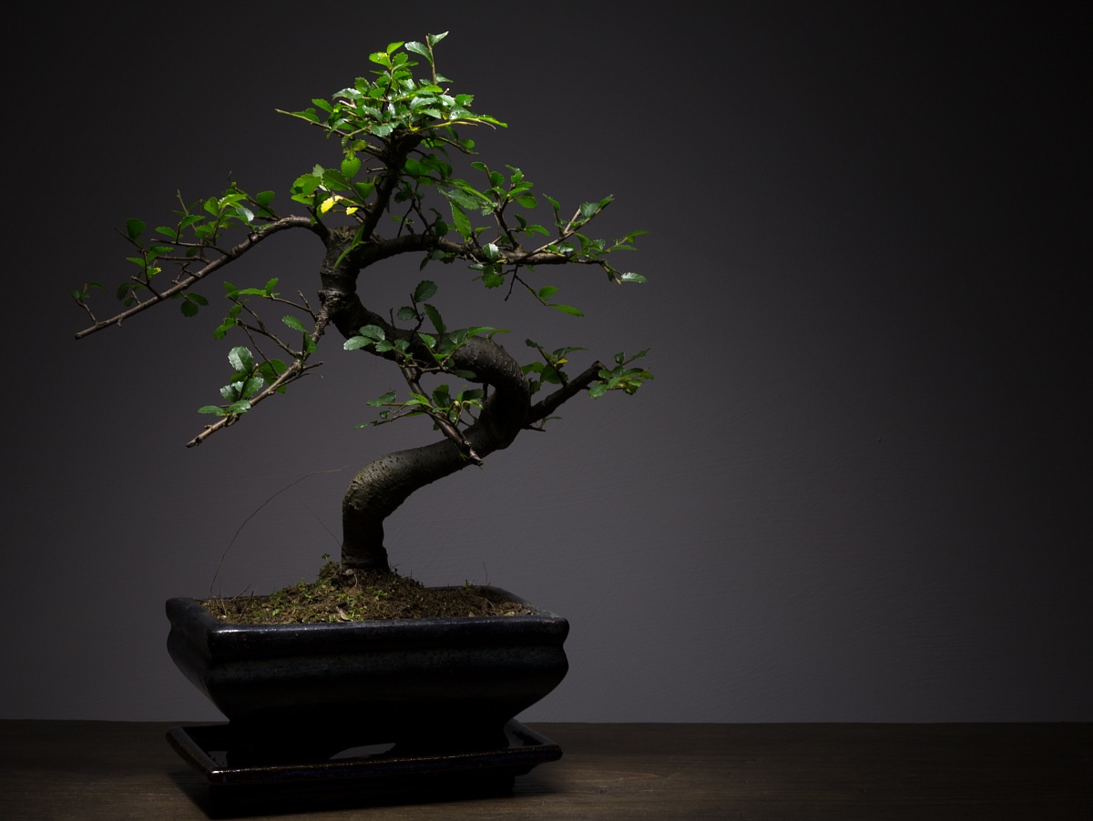 Bonsai in light painting.