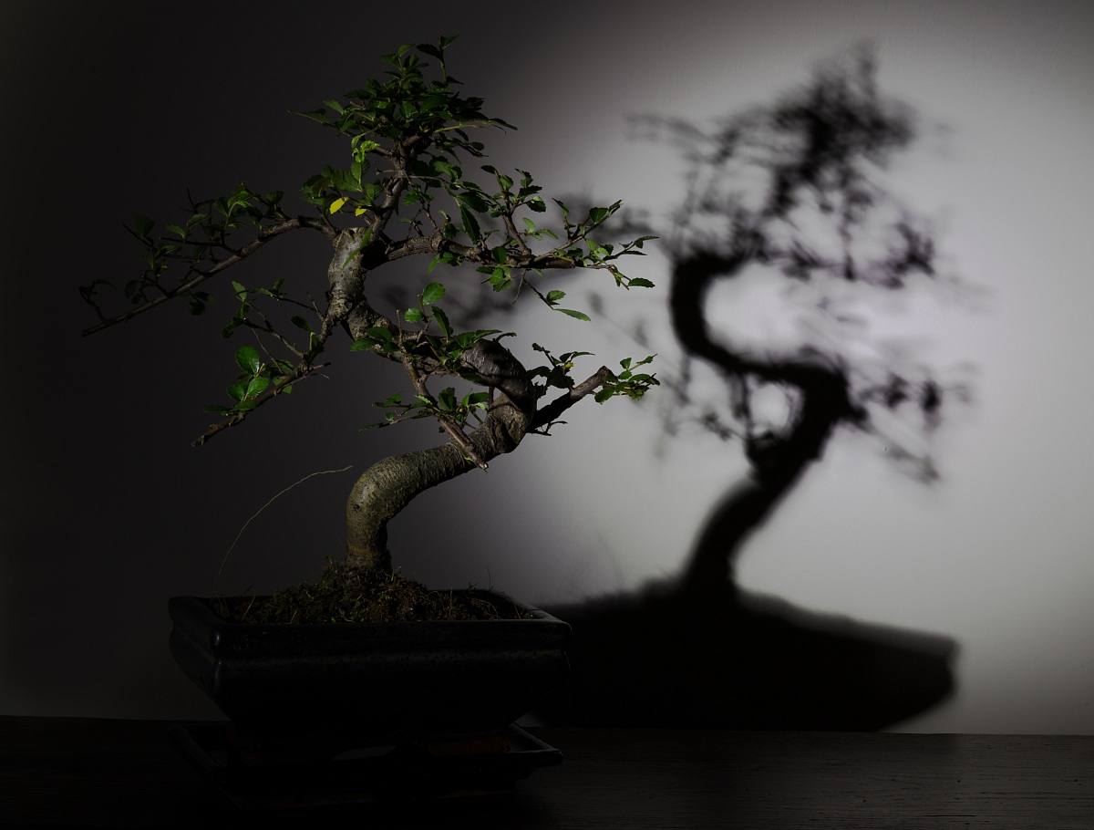 Un ombra di bonsai in light painting.