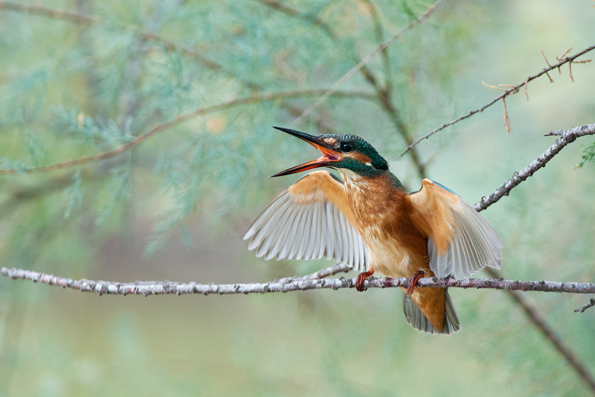 Kingfisher in aggressive pose