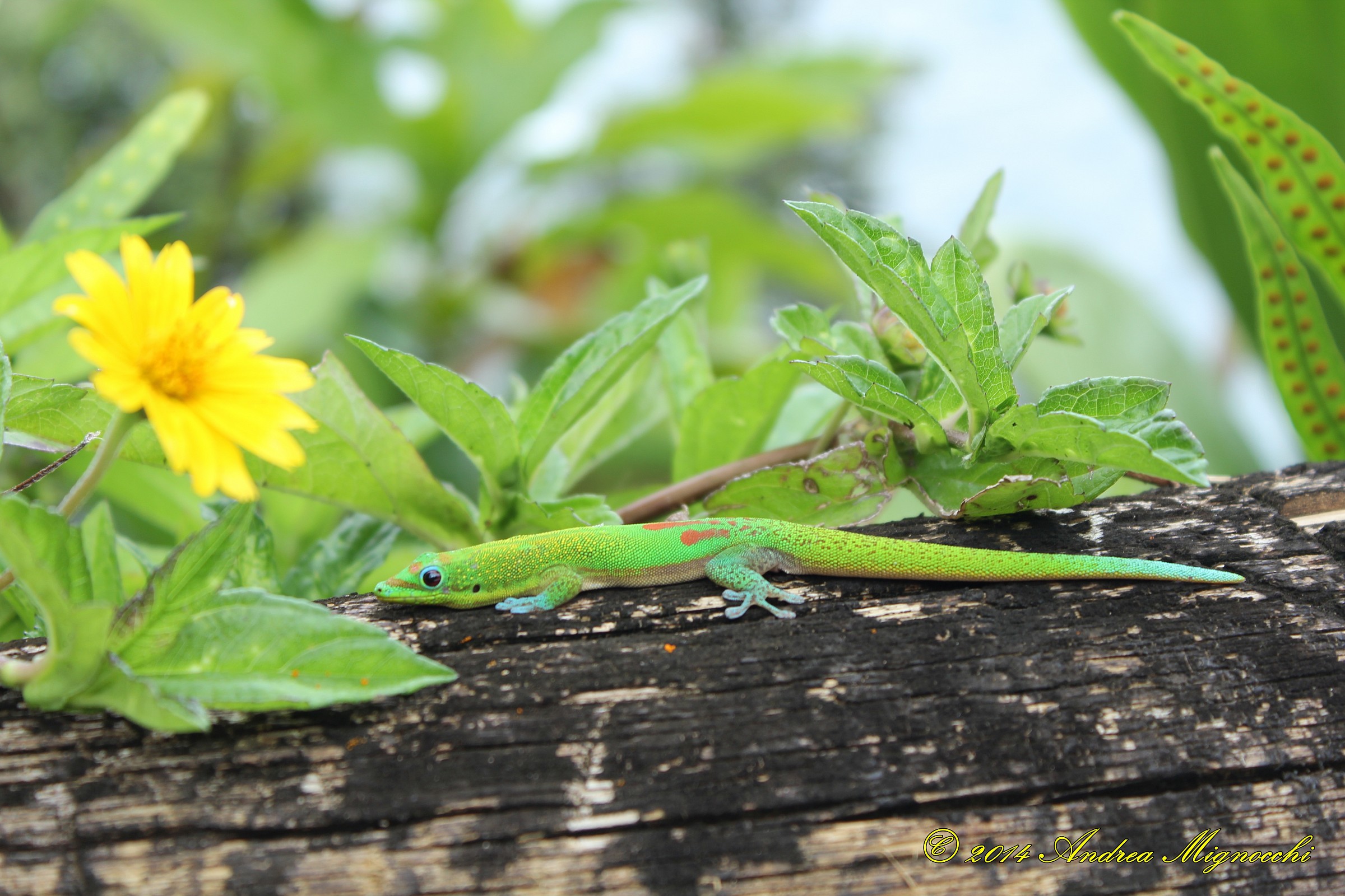 Cute gecko in green