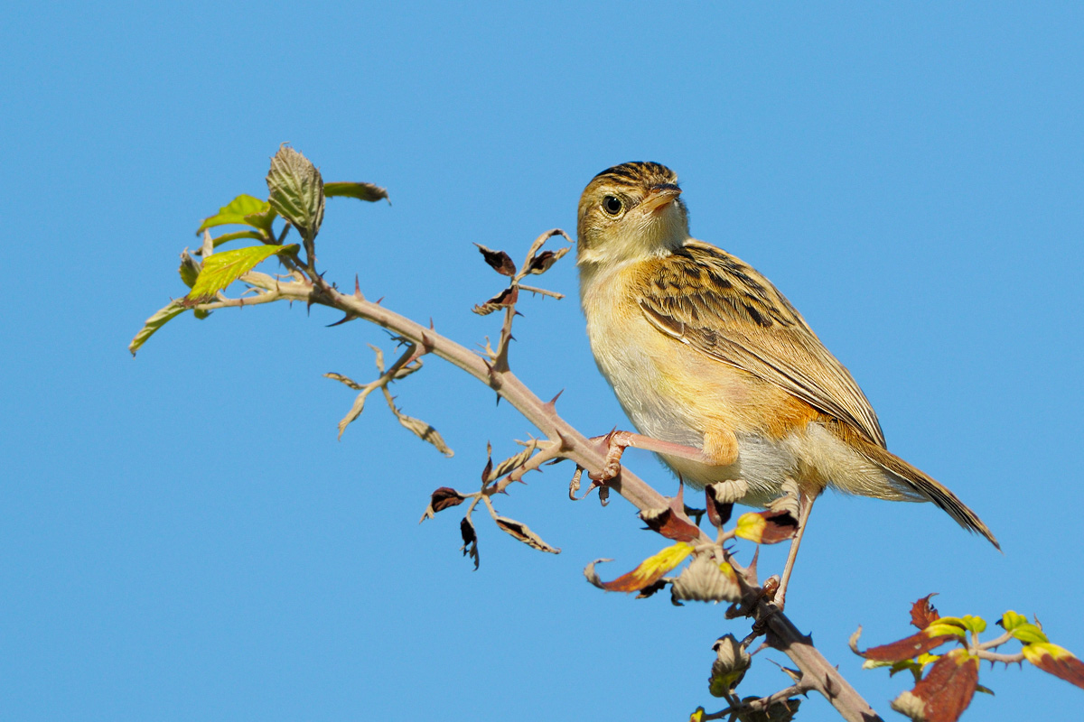 beccamoschino (Cisticola juncidis)