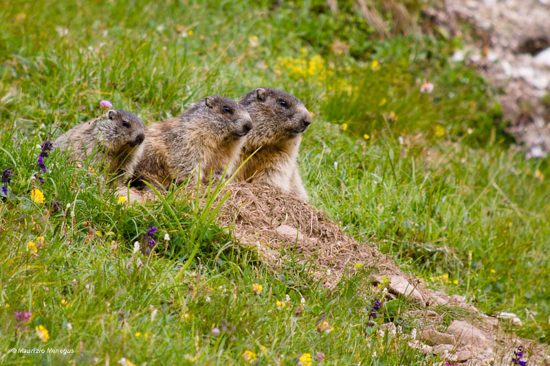 Simpatico trio di grandezza a scalare...