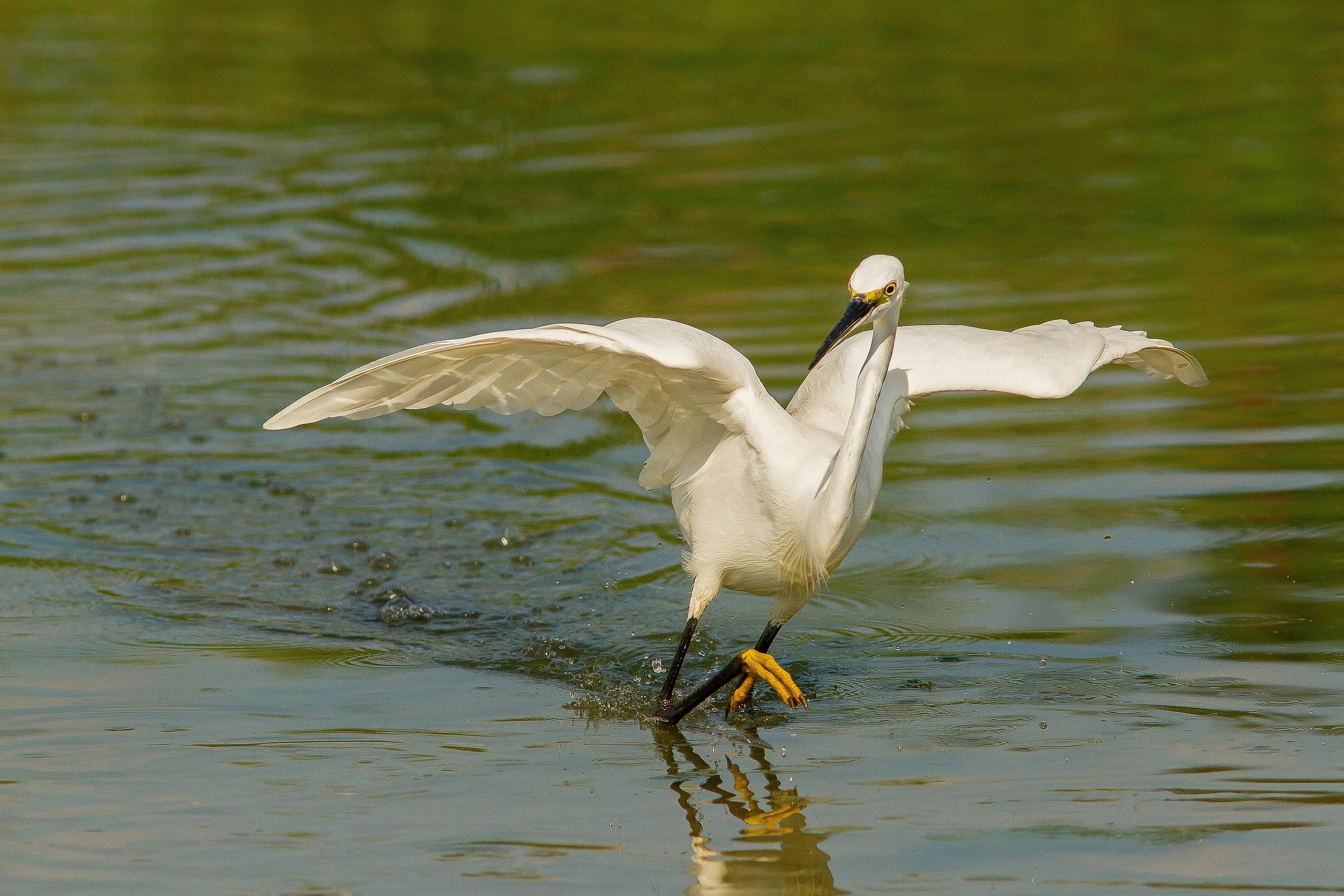 il balletto della garzetta