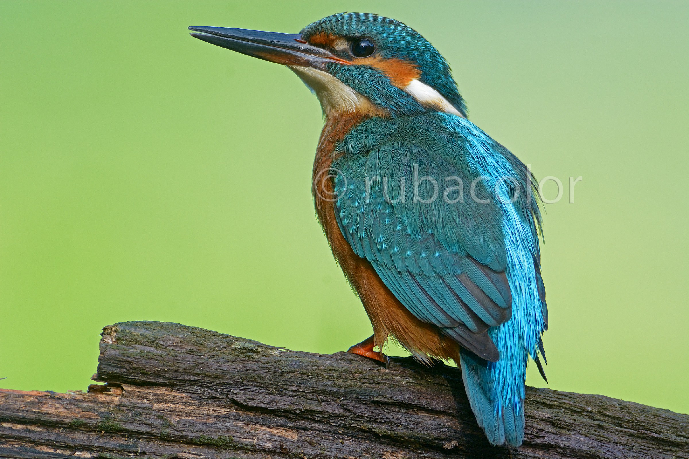 A window on the green for martino