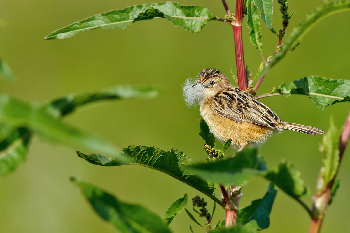 Beccamoschino (Cisticola juncidis)