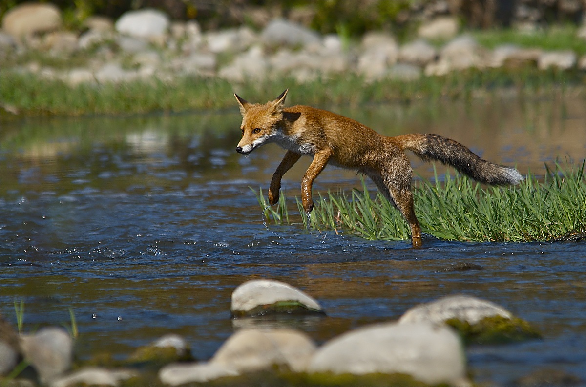 The jump of the fox - the detachment
