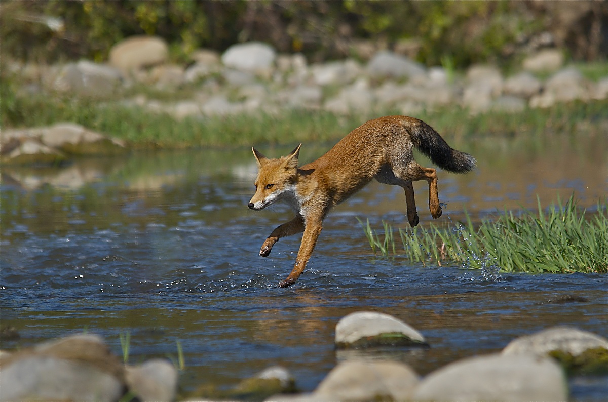 The jump of the fox - the flight