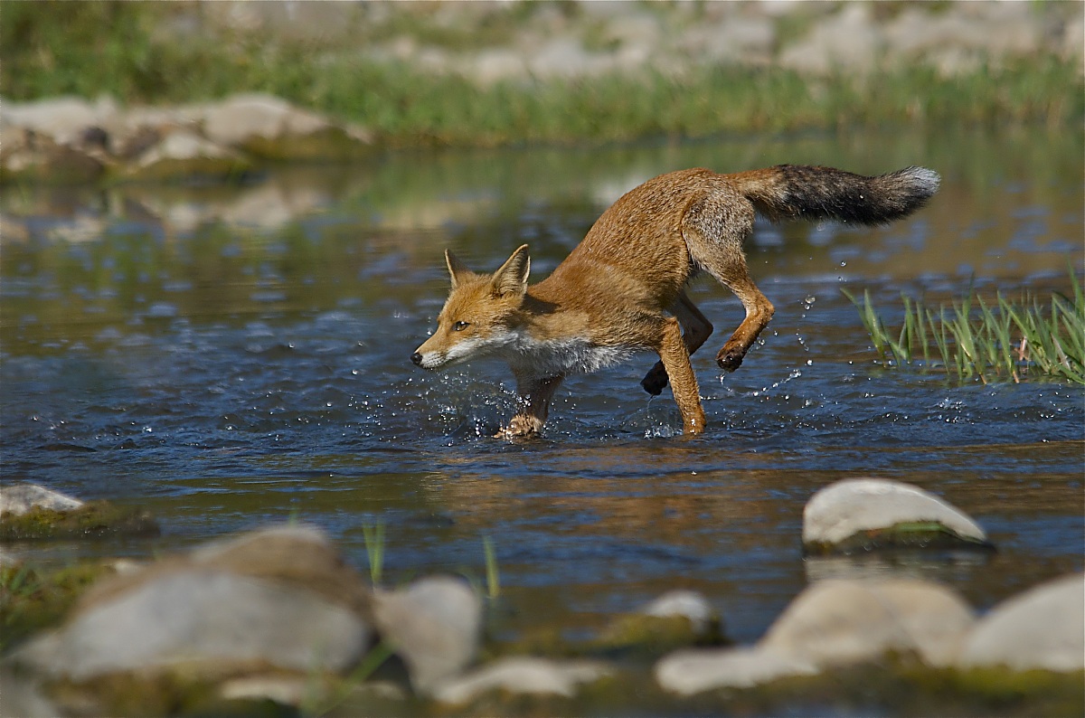 Il balzo della volpe - l'atterraggio