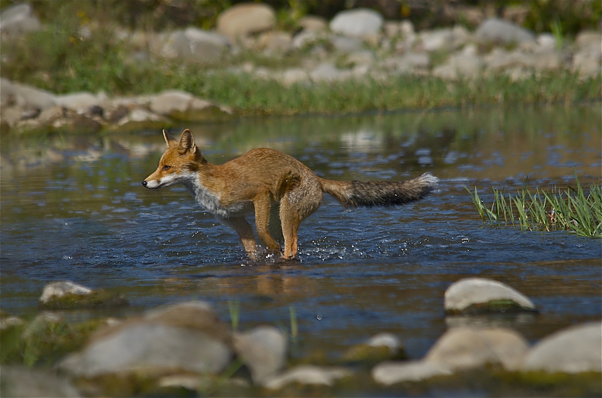 The jump of the fox - the race