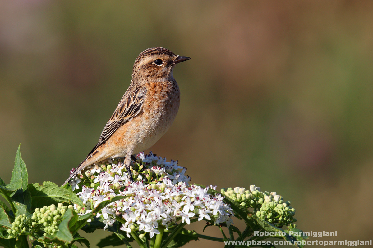 Whinchat "floral"