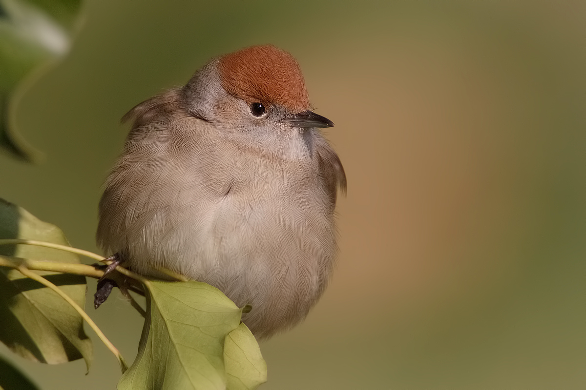 female blackcap