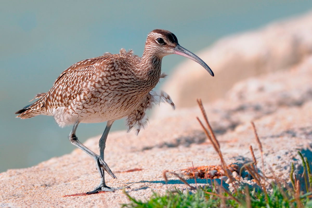 Small curlew. (Numenius phaeopus)