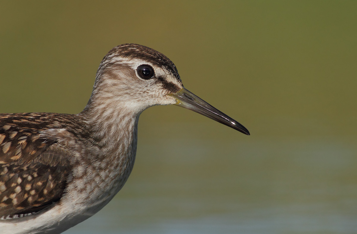 sandpipers boschereccio