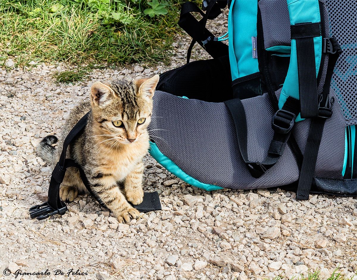 Take me to the mountain with you?