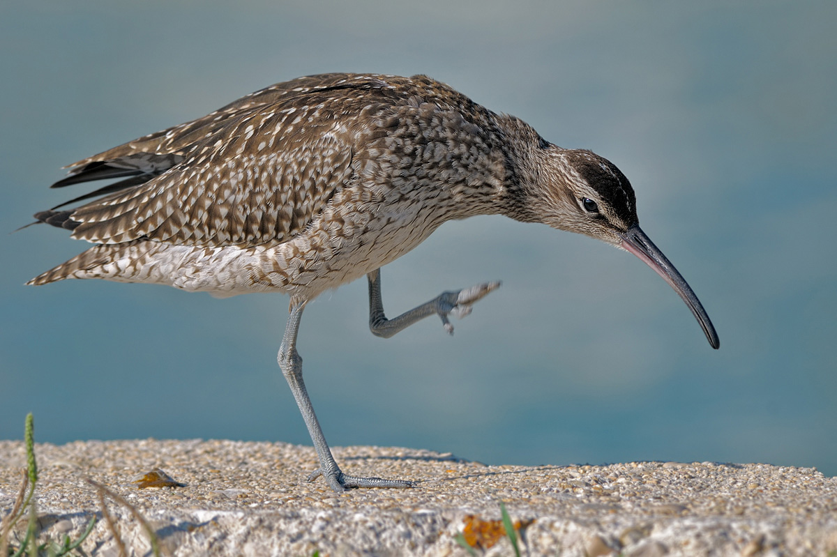 Chiurlo Piccolo. (Numenius phaeopus)