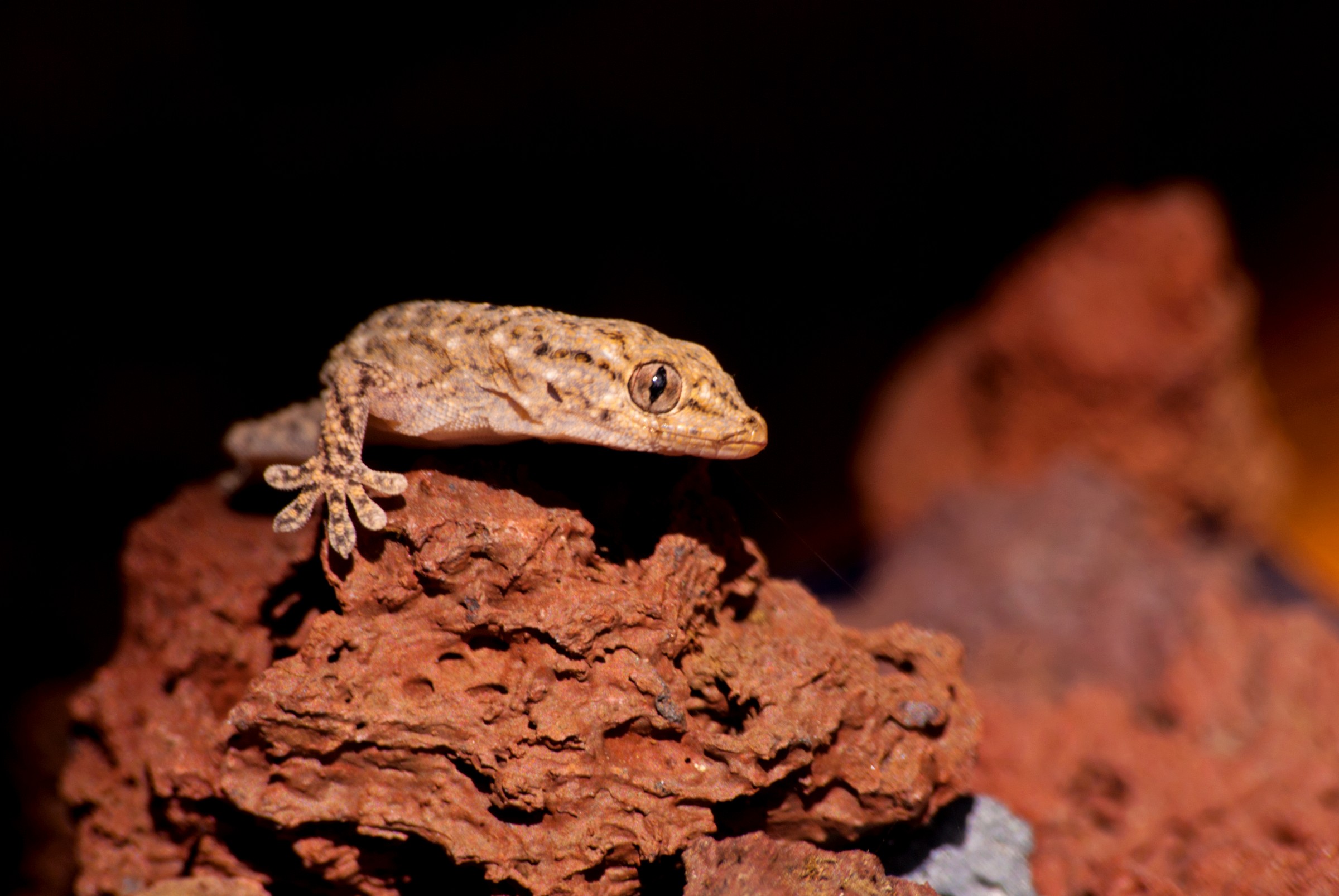 Geck on the rocks