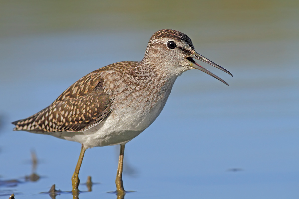 sandpipers boschereccio