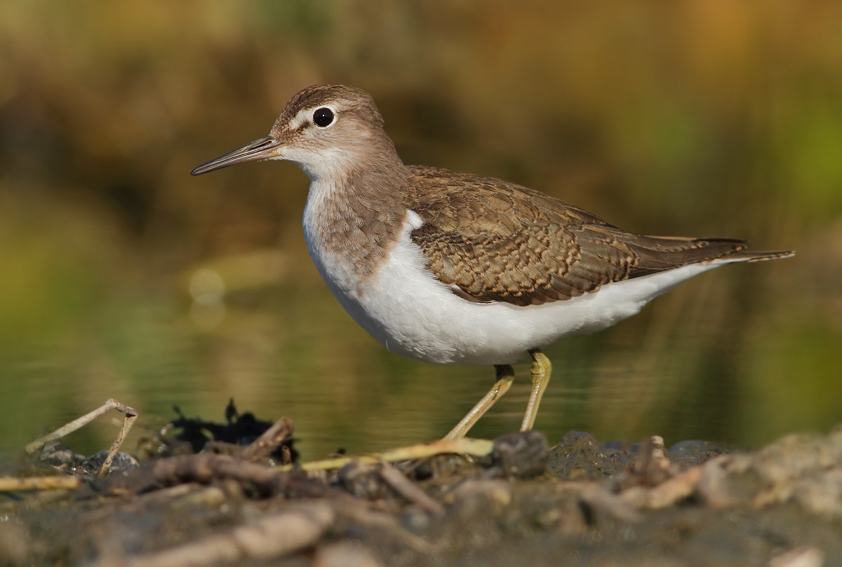 Common Sandpiper