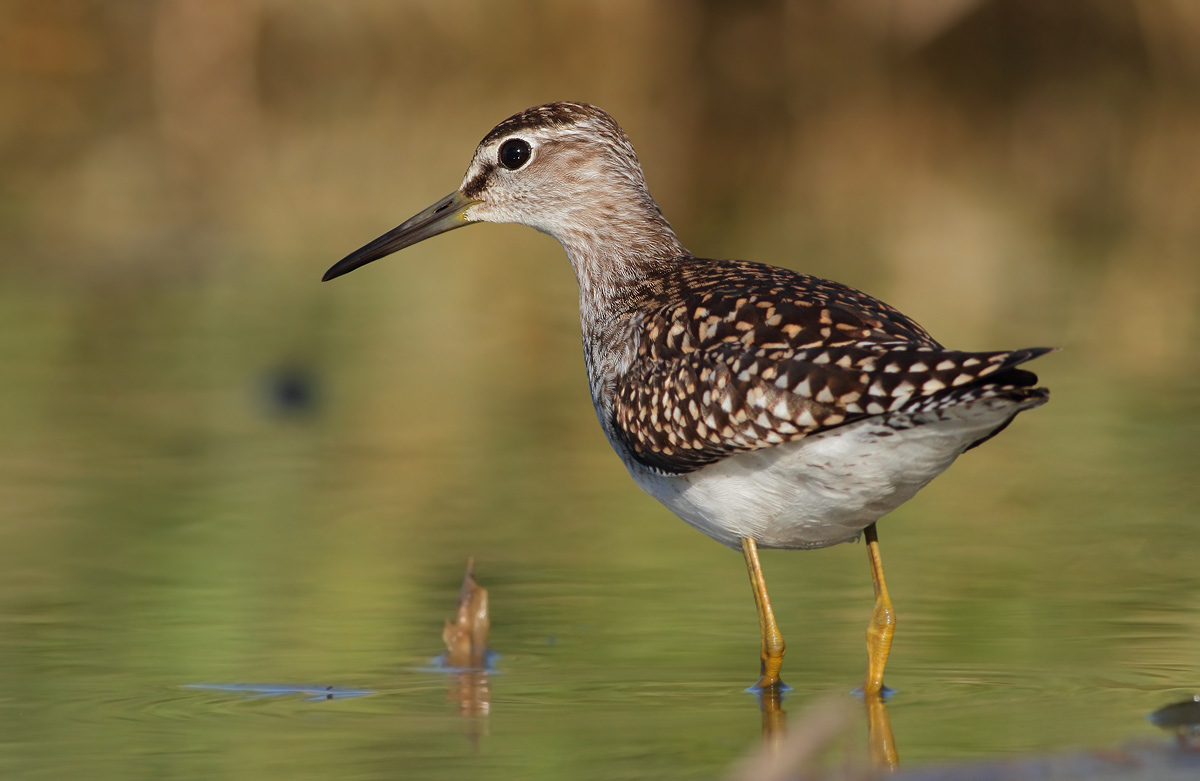 sandpipers boschereccio