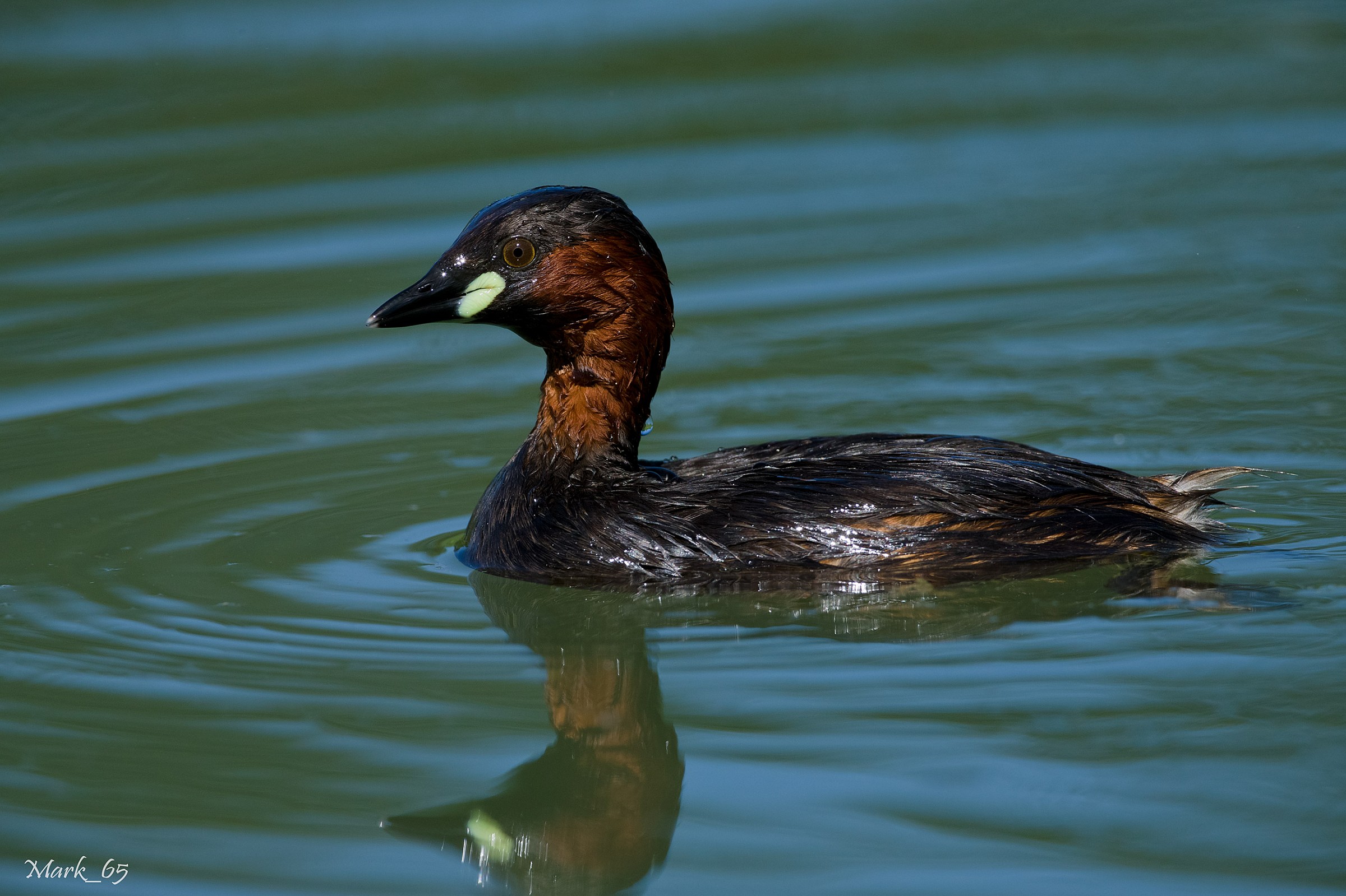 Tachybaptus ruficollis