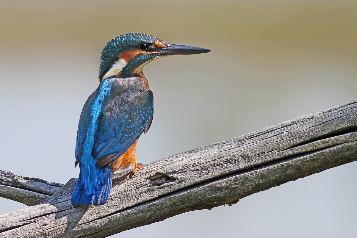 Kingfisher