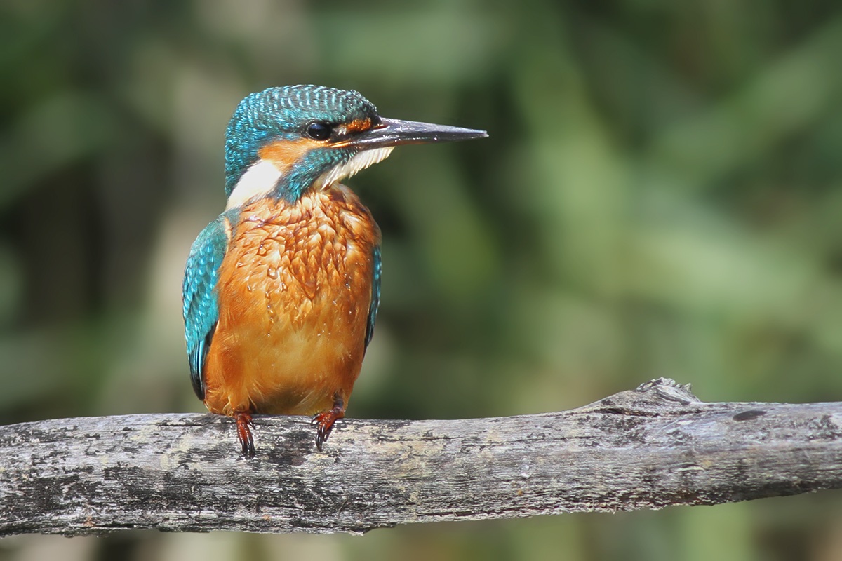 Kingfisher