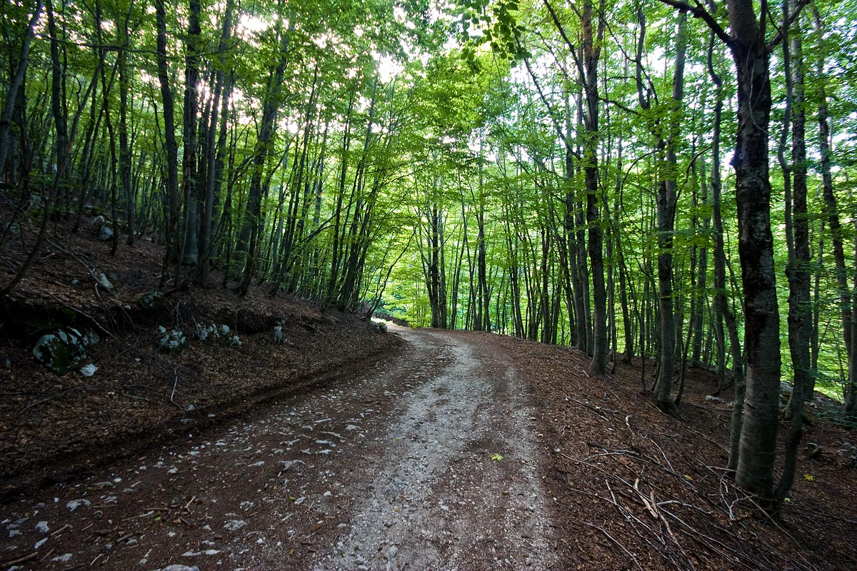 the way in beech forest