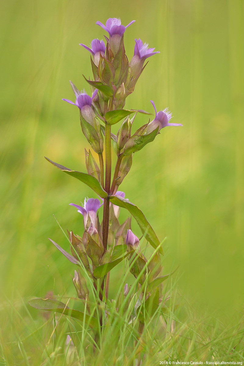 Gentianella campestris
