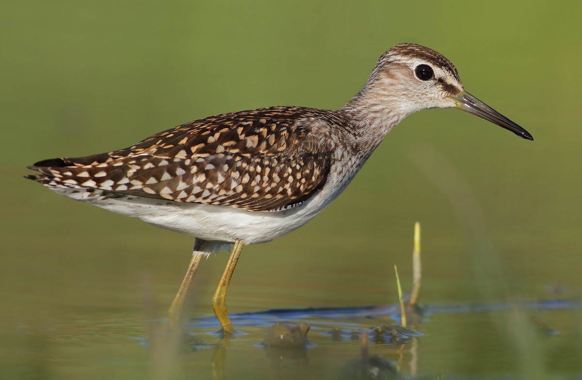 sandpipers boschereccio