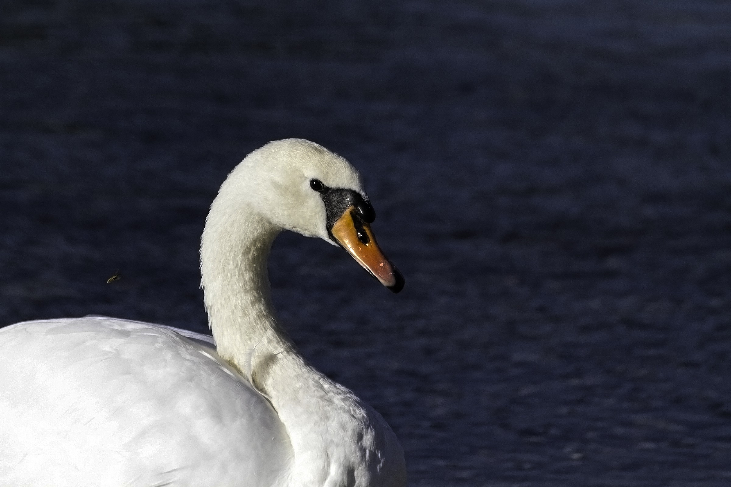 swan with bee