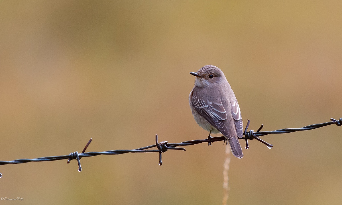 Flycatcher