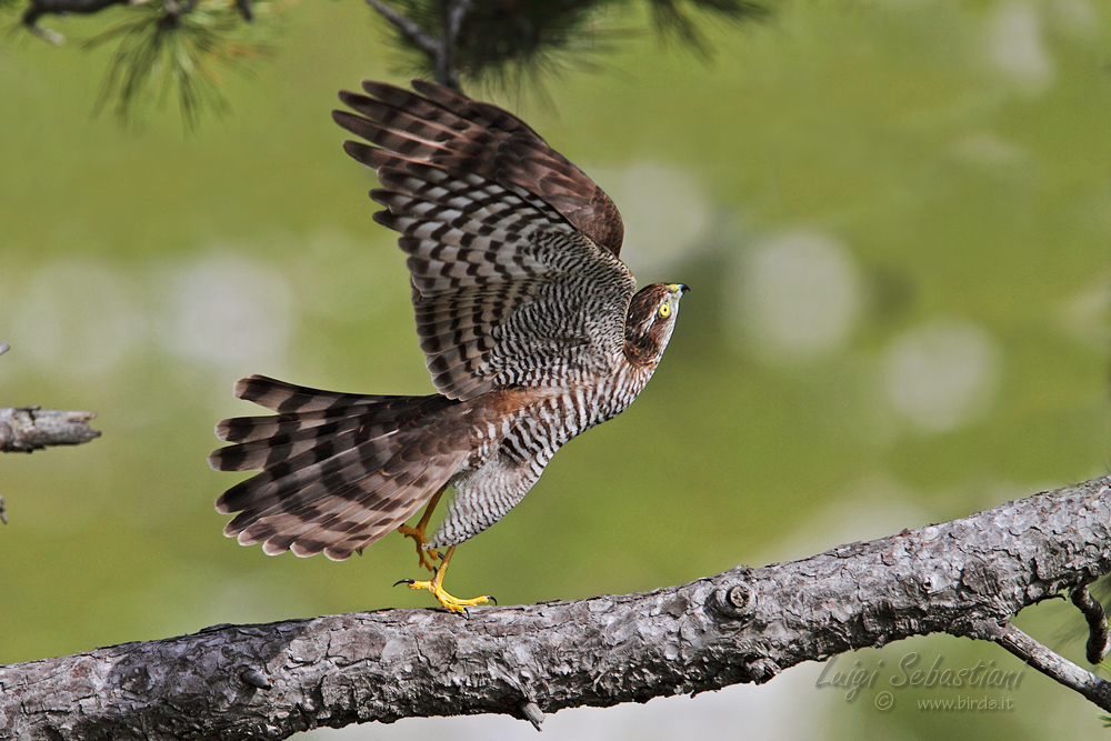 Young Sparrowhawk
