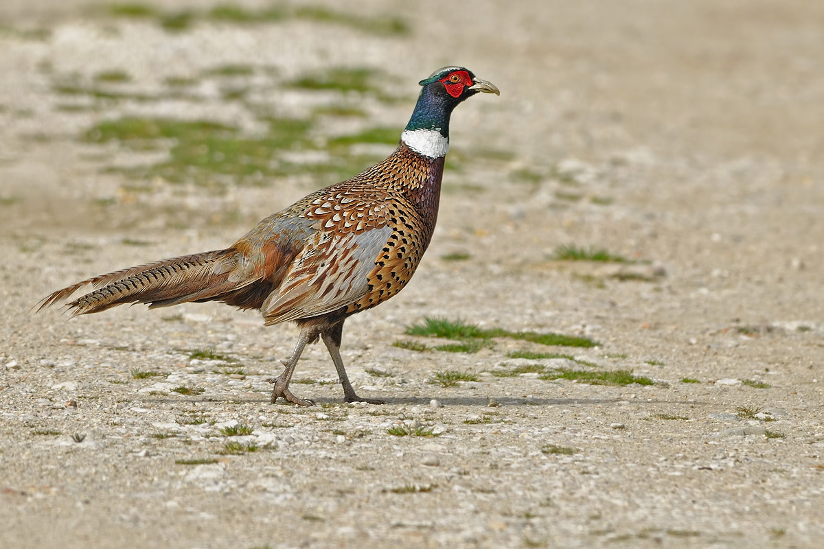 Fagiano - Fhasianus colchicus