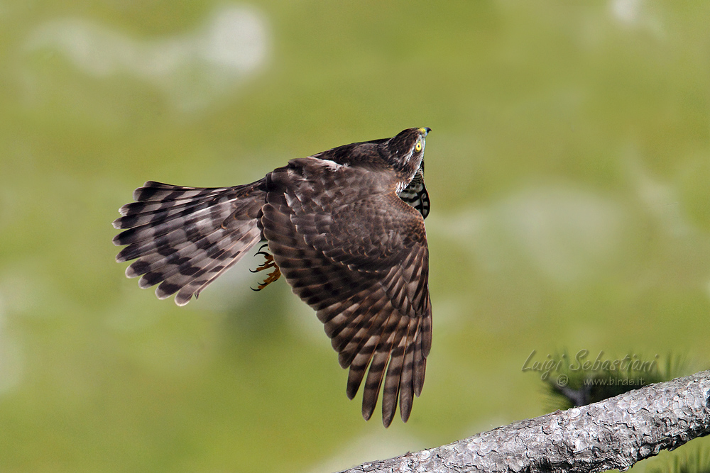 Young Sparrowhawk