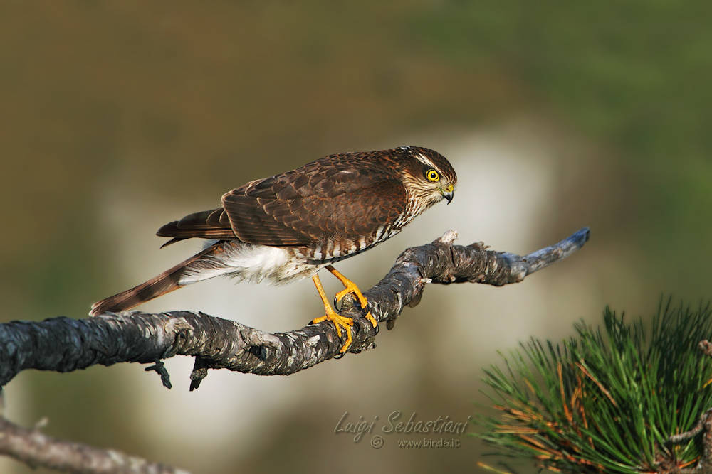 Young Sparrowhawk