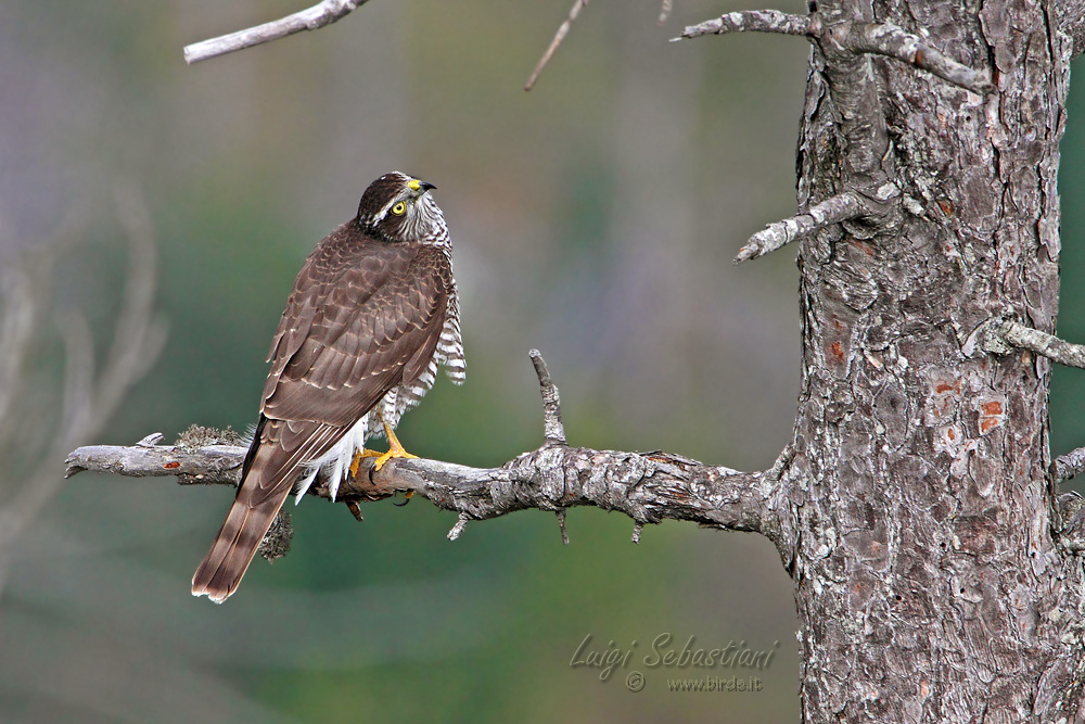 Young Sparrowhawk