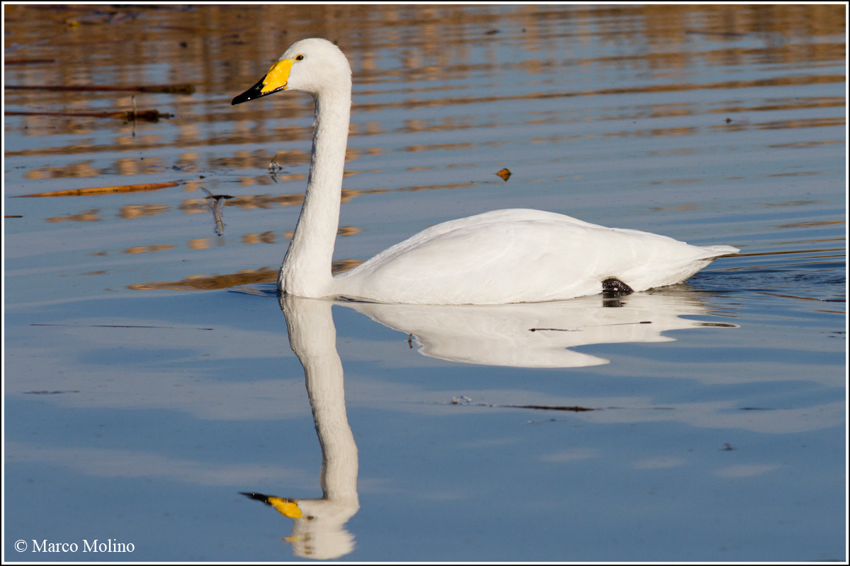 Cygnus cygnus - Cigno selvatico