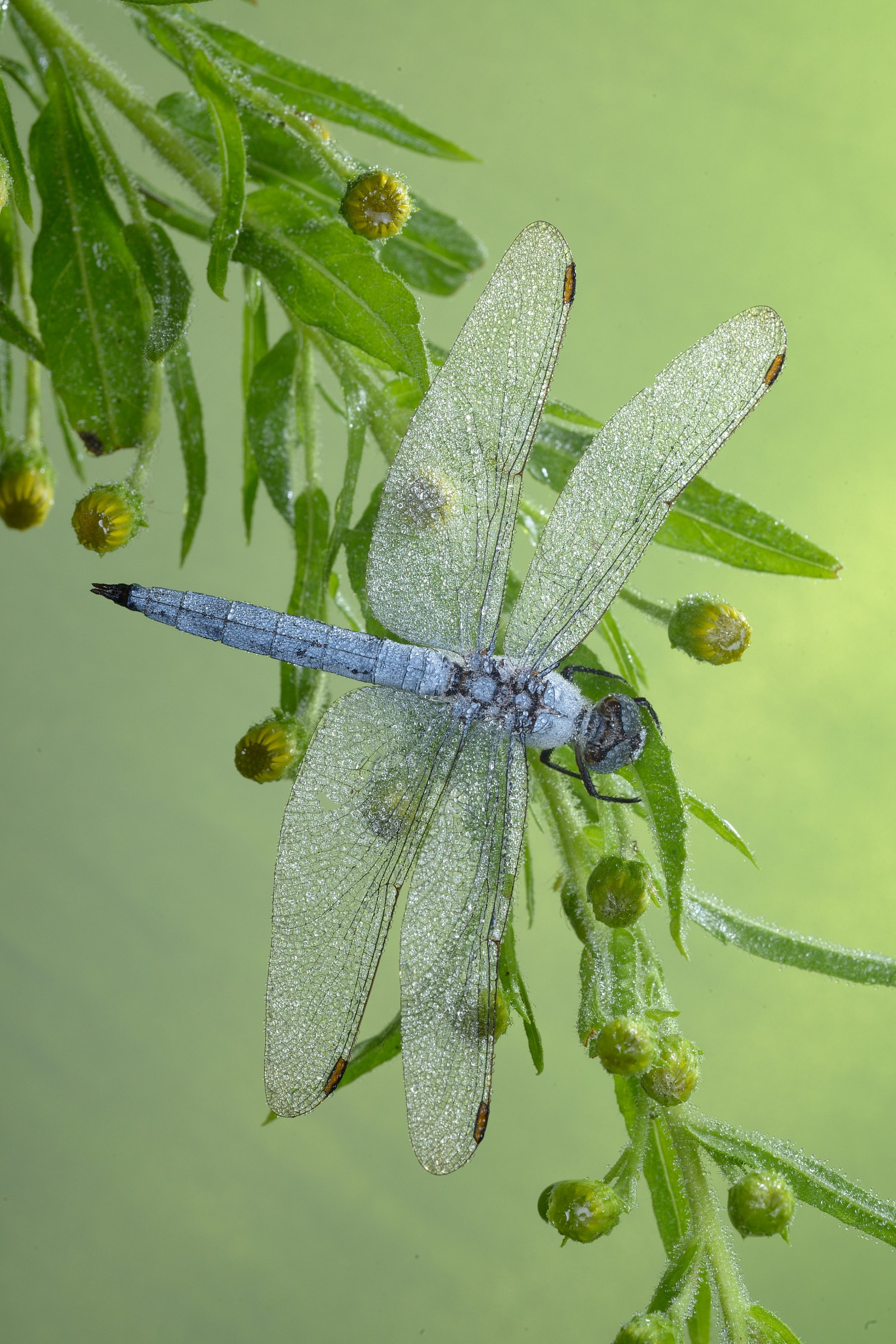 orthetrum brrr ... unneum