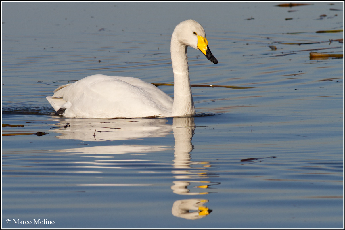 Cygnus cygnus - Cigno selvatico