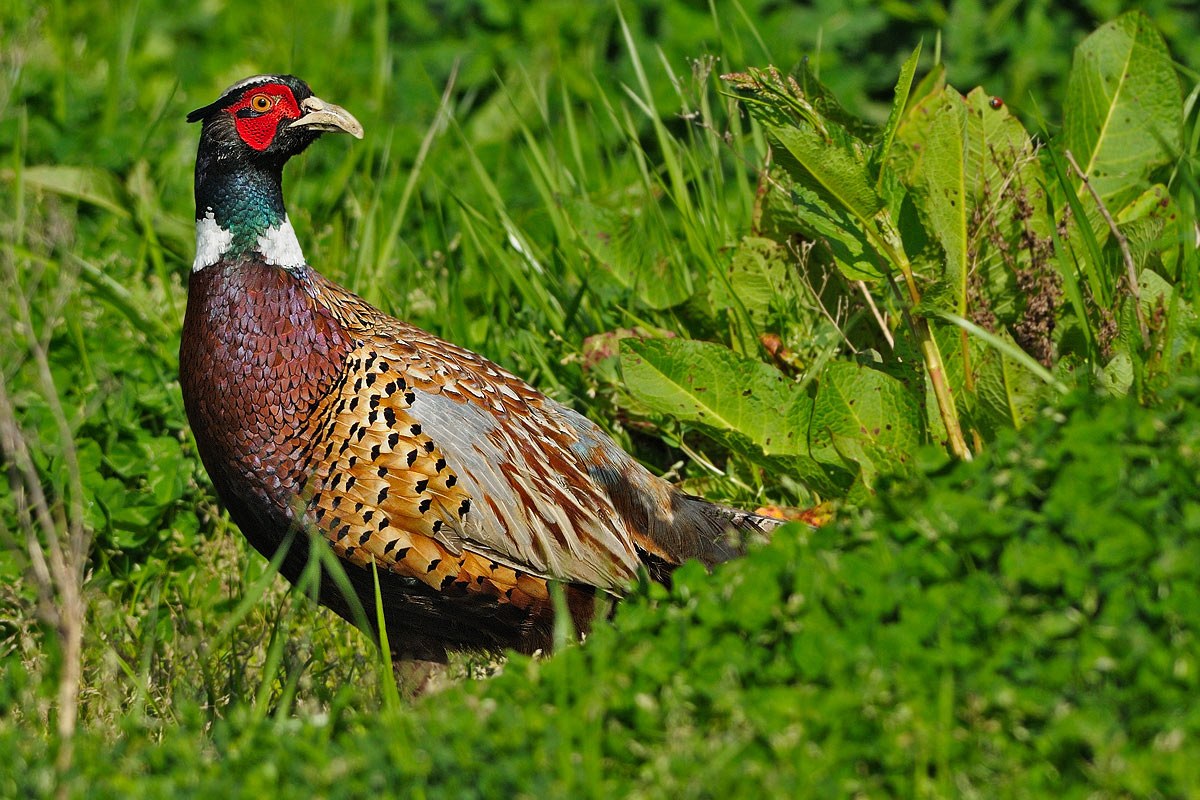 Fagiano - Fhasianus colchicus