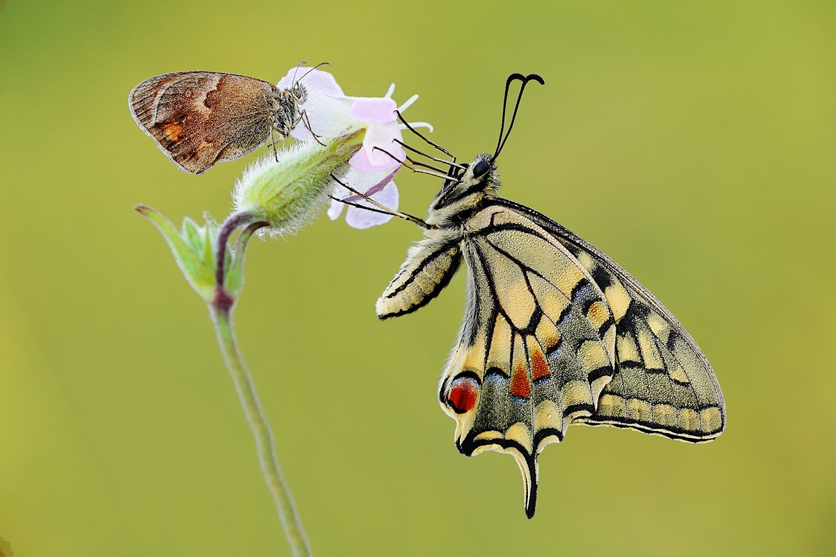 Papilio machaon in compagnia