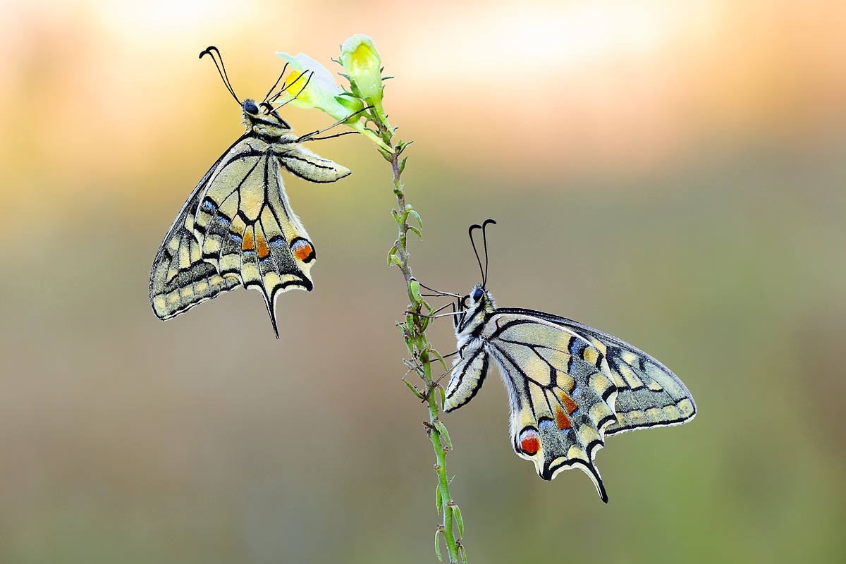 Coppia di Papilio machaon