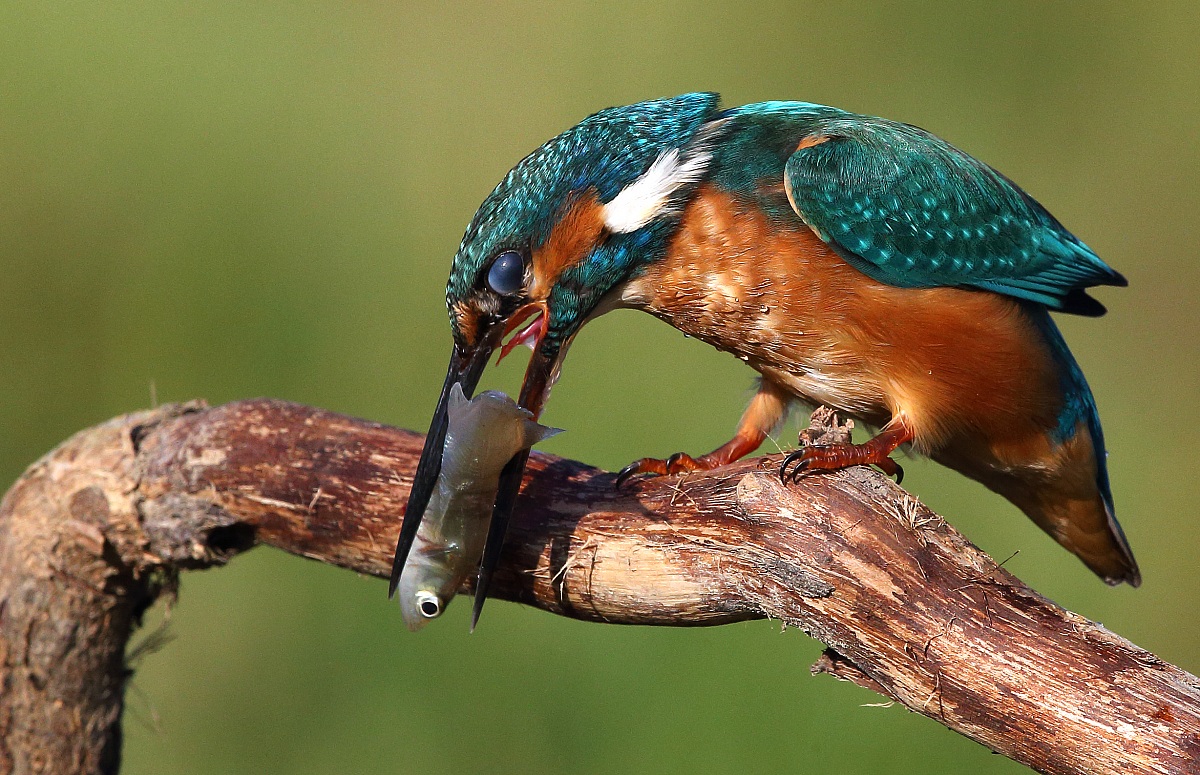 La linguetta della Martina