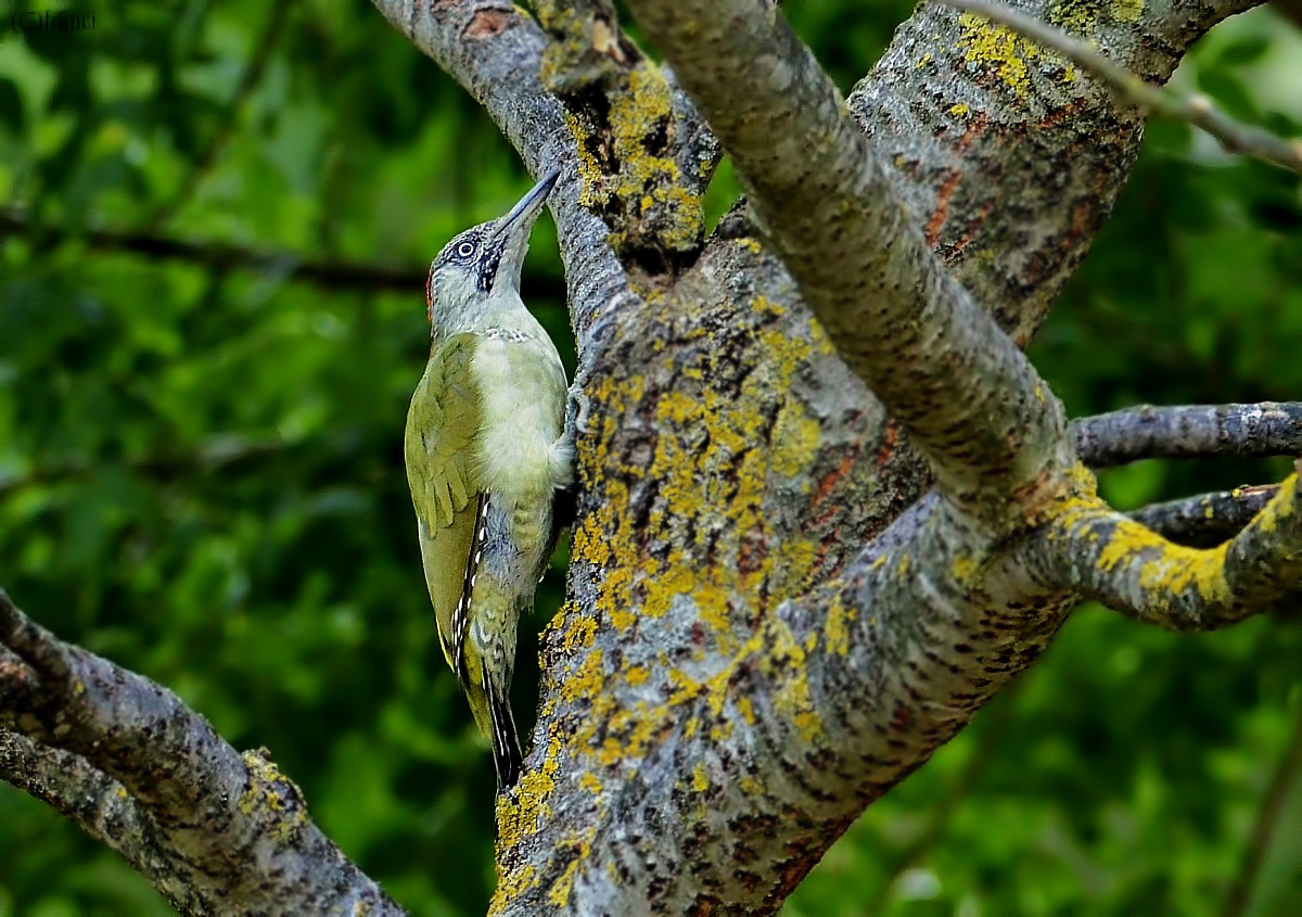 Green Woodpecker