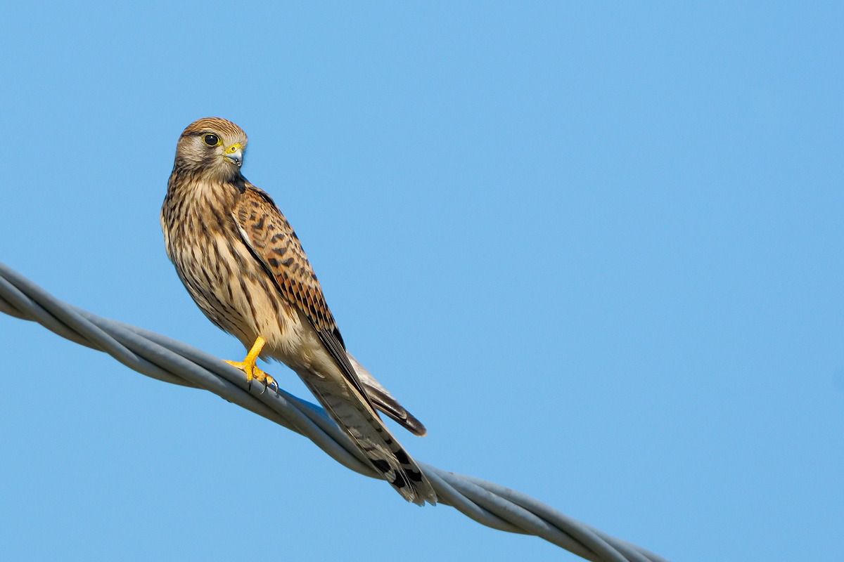 Gheppio (Falco tinnunculus)