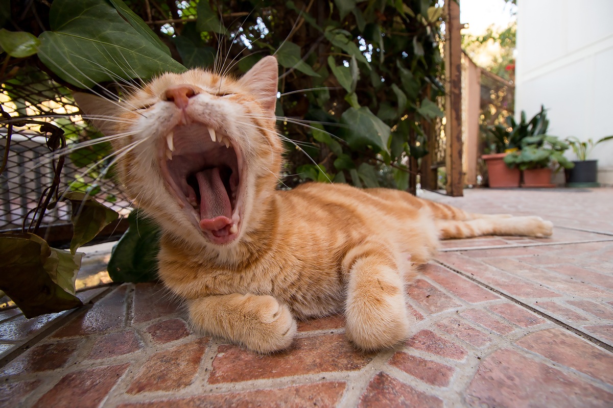 Bastaaaaaaaaaaaaa!!!