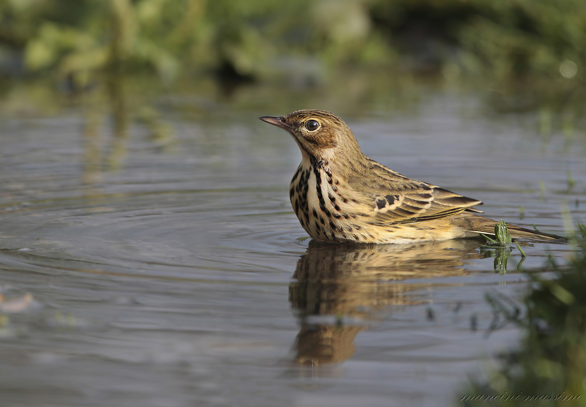 Prispolone(Anthus trivialis)