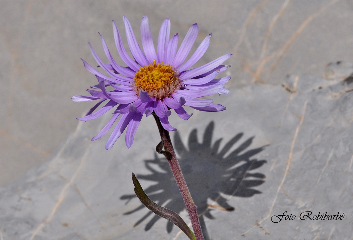 Aster alpinus...